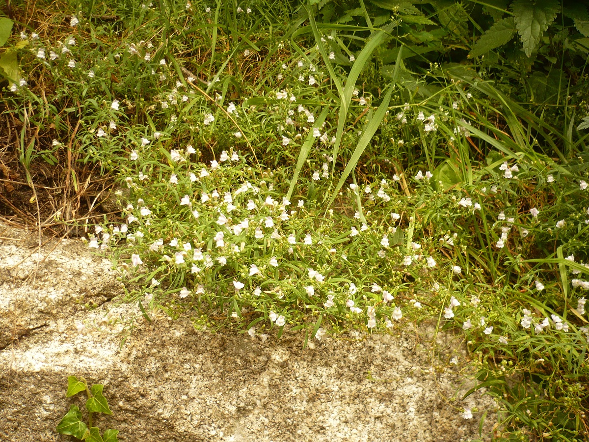 Linaria repens (Plantaginaceae)